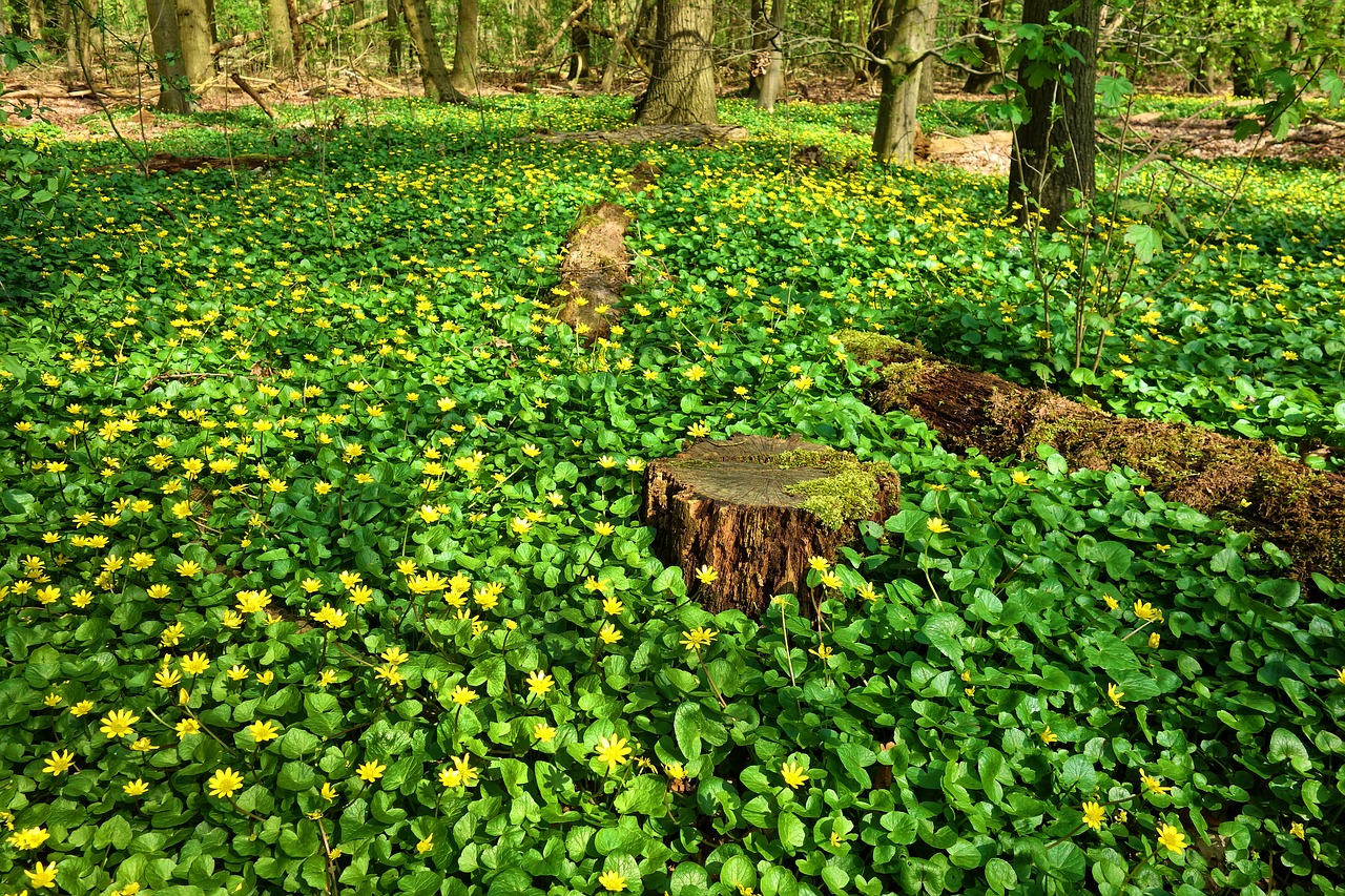 flowers  yellow flowers  spring flower free photo