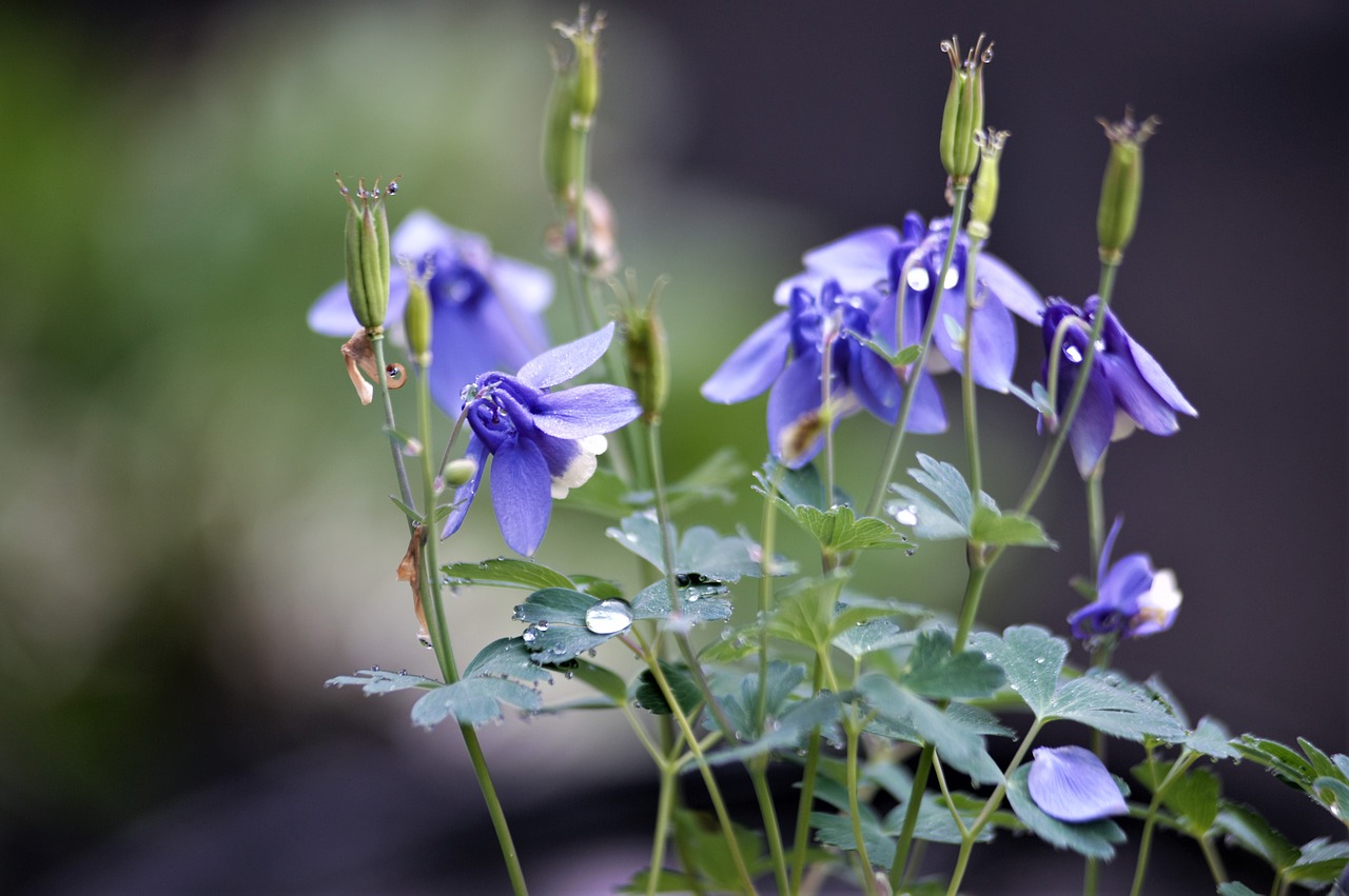 flowers  wildflower  every claw free photo