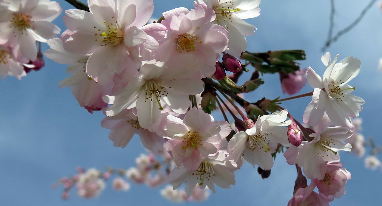 flowers spring branch free photo