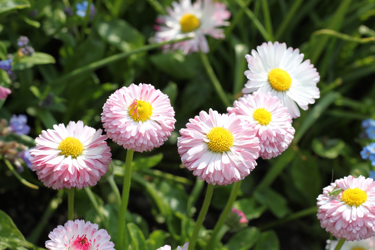 flowers nature macro free photo