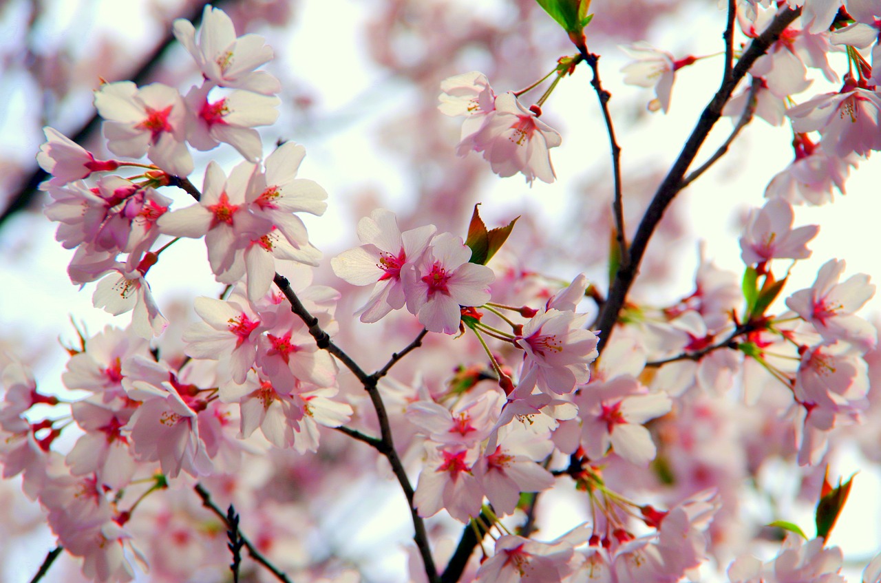 flowers  cherry  branch free photo