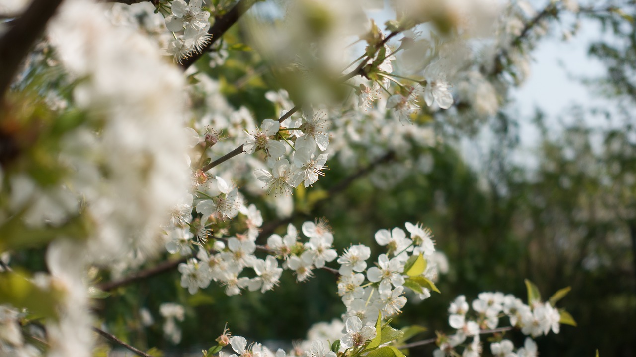 flowers  nature  tree free photo