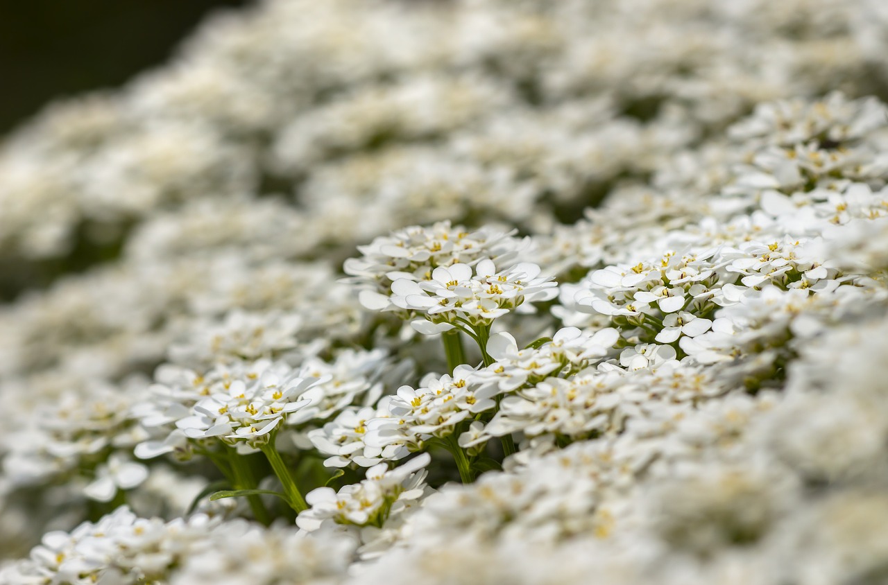 flowers  ground cover  blossom free photo