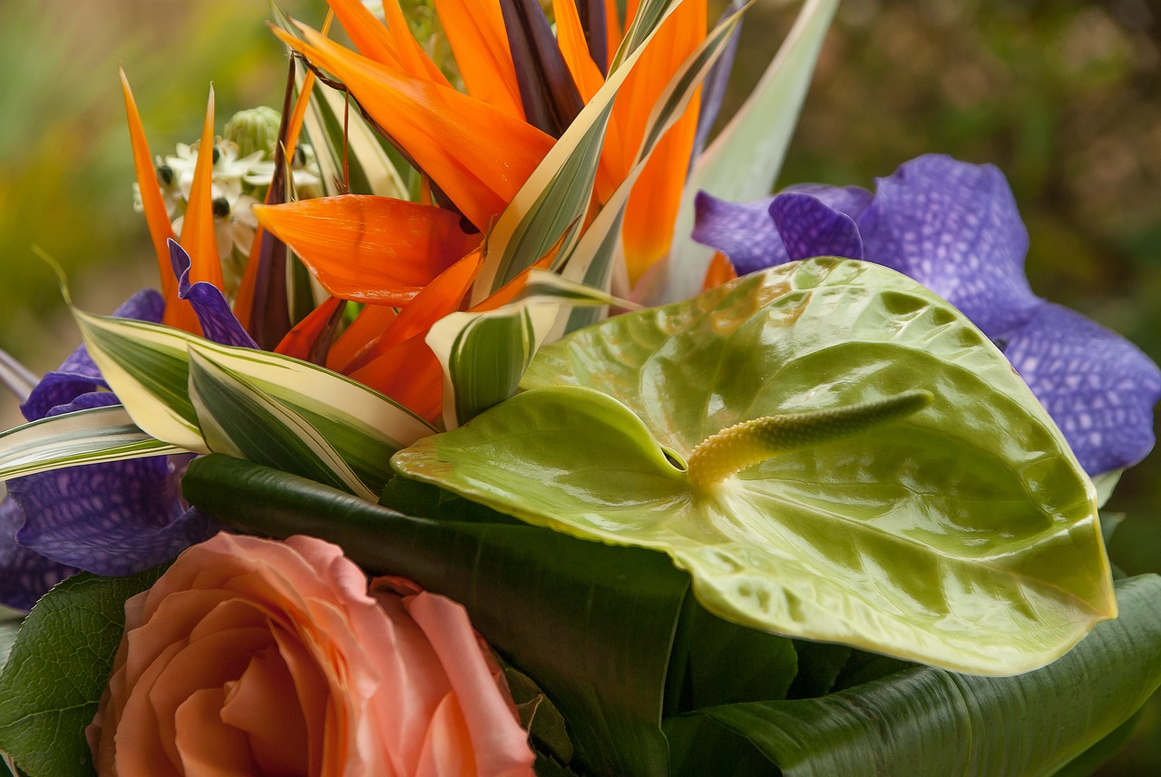 flowers  anthurium  bouquet free photo