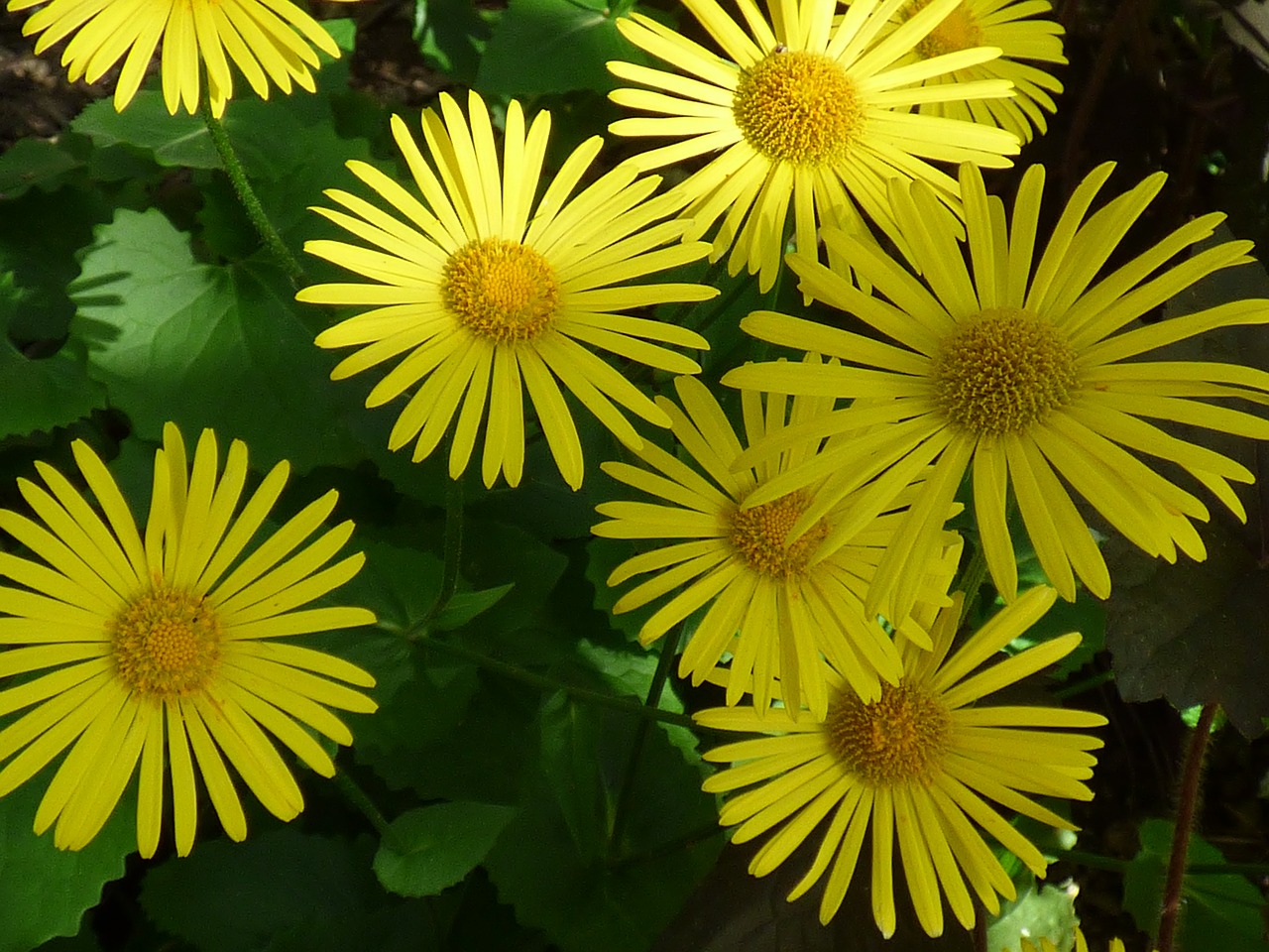 flowers  yellow  nature free photo