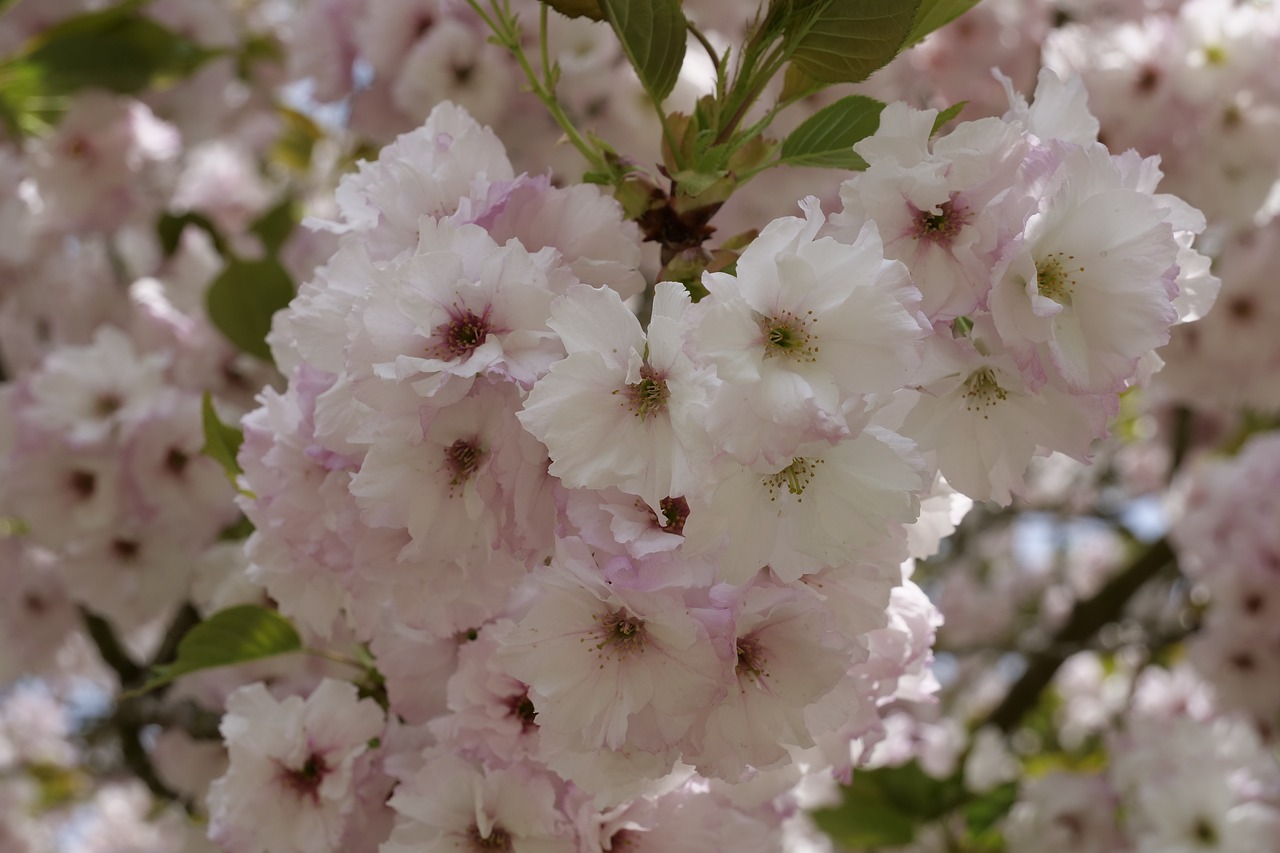 flowers  cherry tree  cherry blossoms free photo