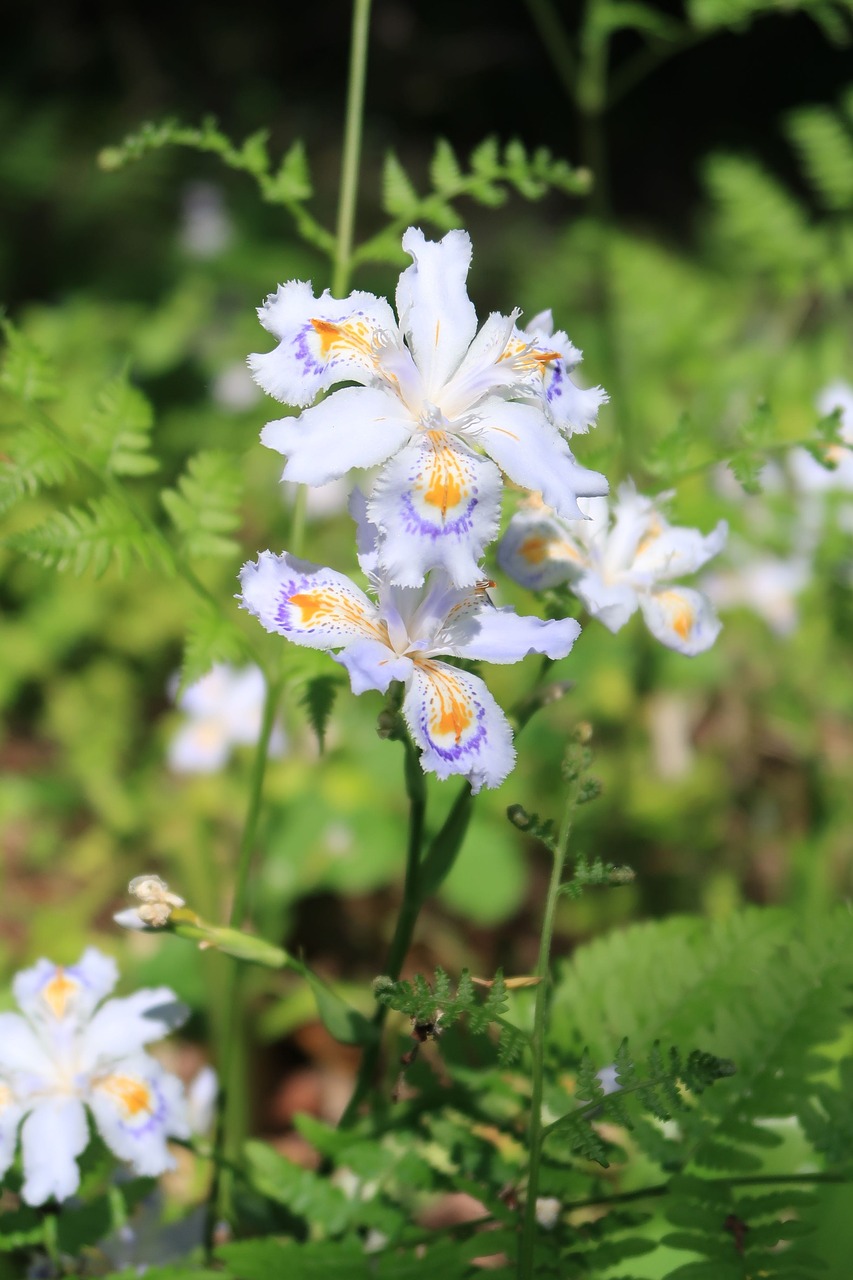 flowers  plant  natural free photo