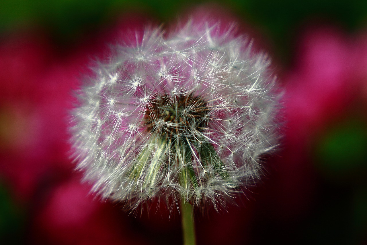 flowers  dandelion bunch  plants free photo