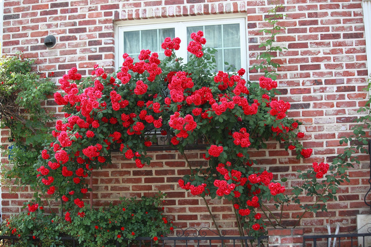 flowers  brick  garden free photo