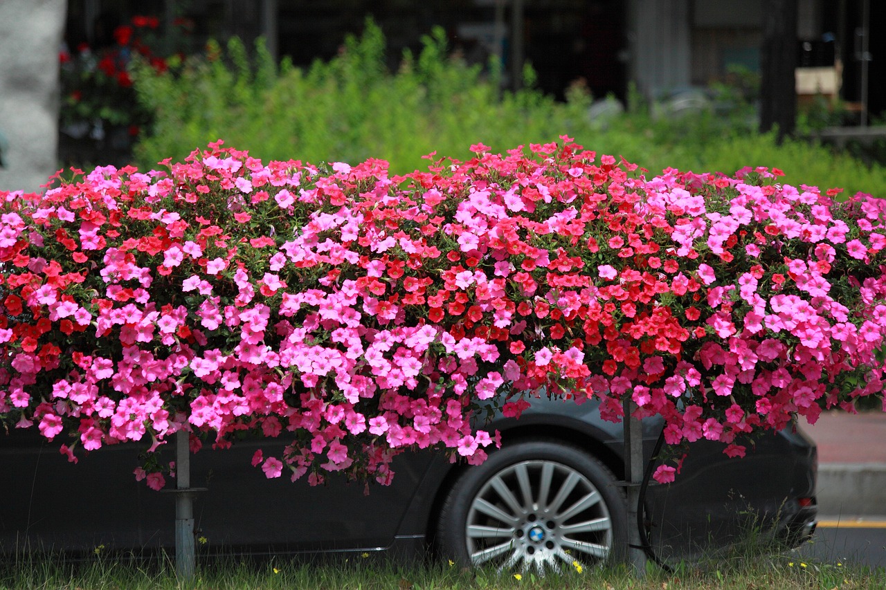 flowers  garden  plants free photo