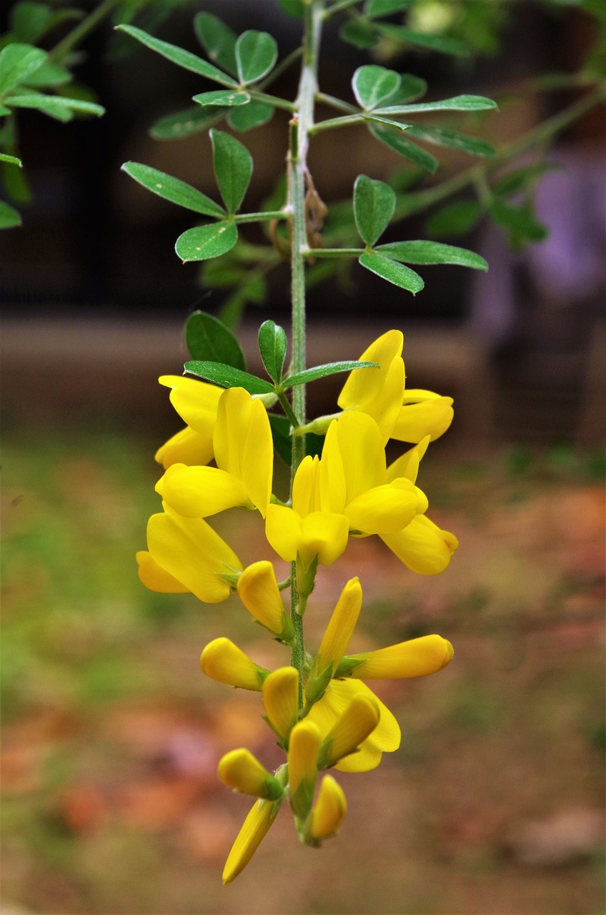 flowers  yellow flowers  wildflowers free photo