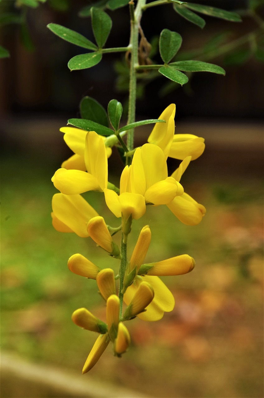 flowers  yellow flowers  yellow free photo