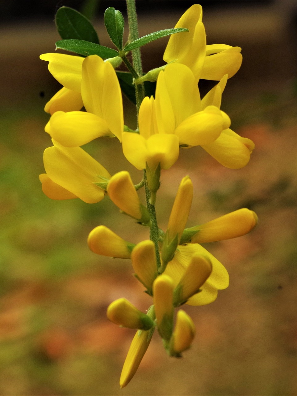 flowers  yellow flowers  yellow free photo