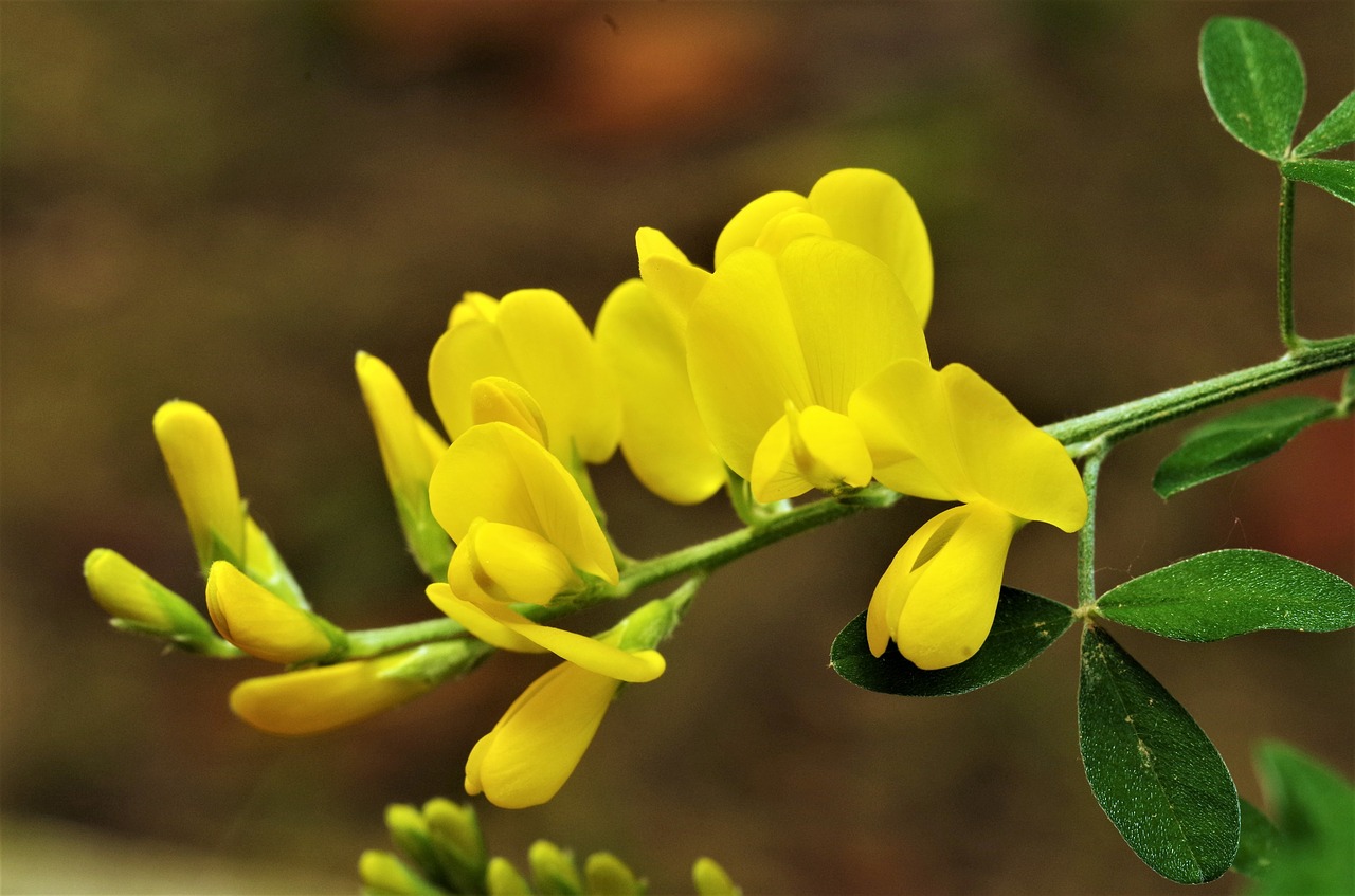 flowers  yellow flowers  yellow free photo