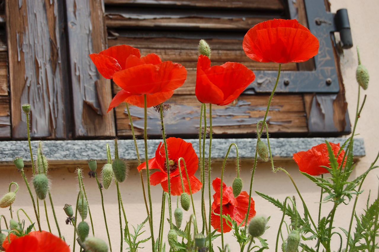 flowers  poppies  nature free photo