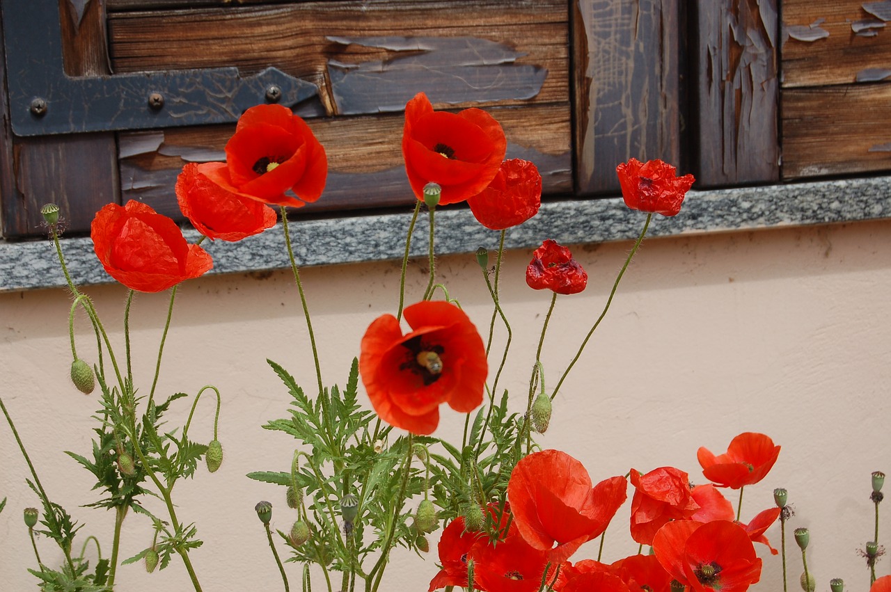 flowers  poppies  nature free photo