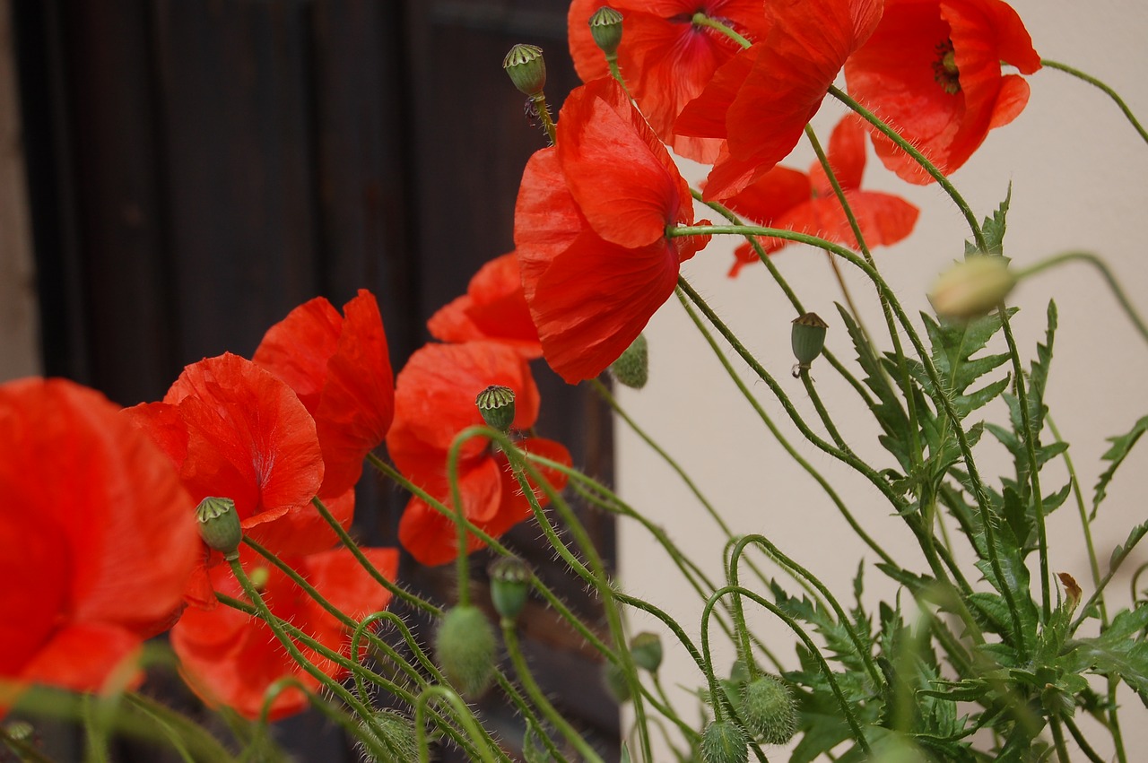 flowers  poppies  nature free photo