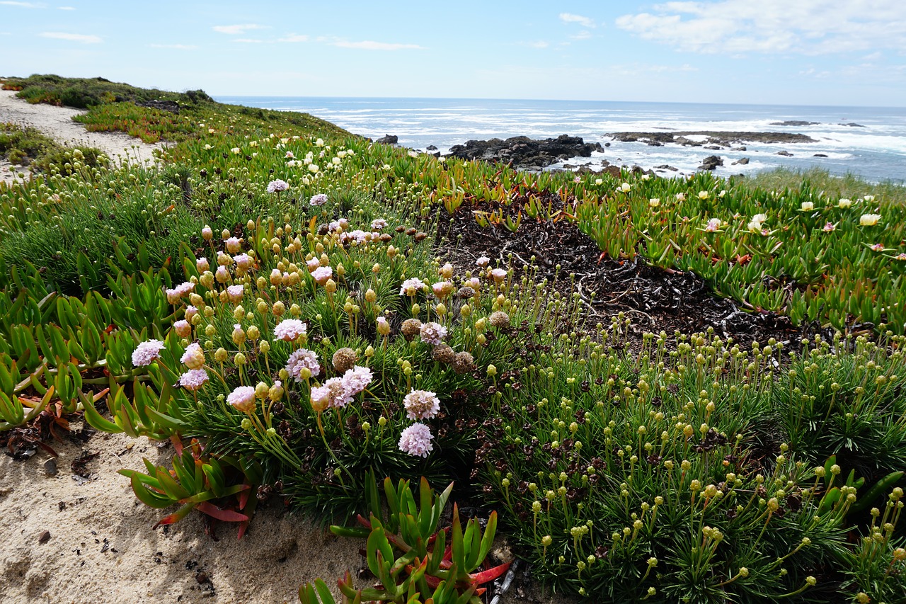 flowers  coast  sea free photo