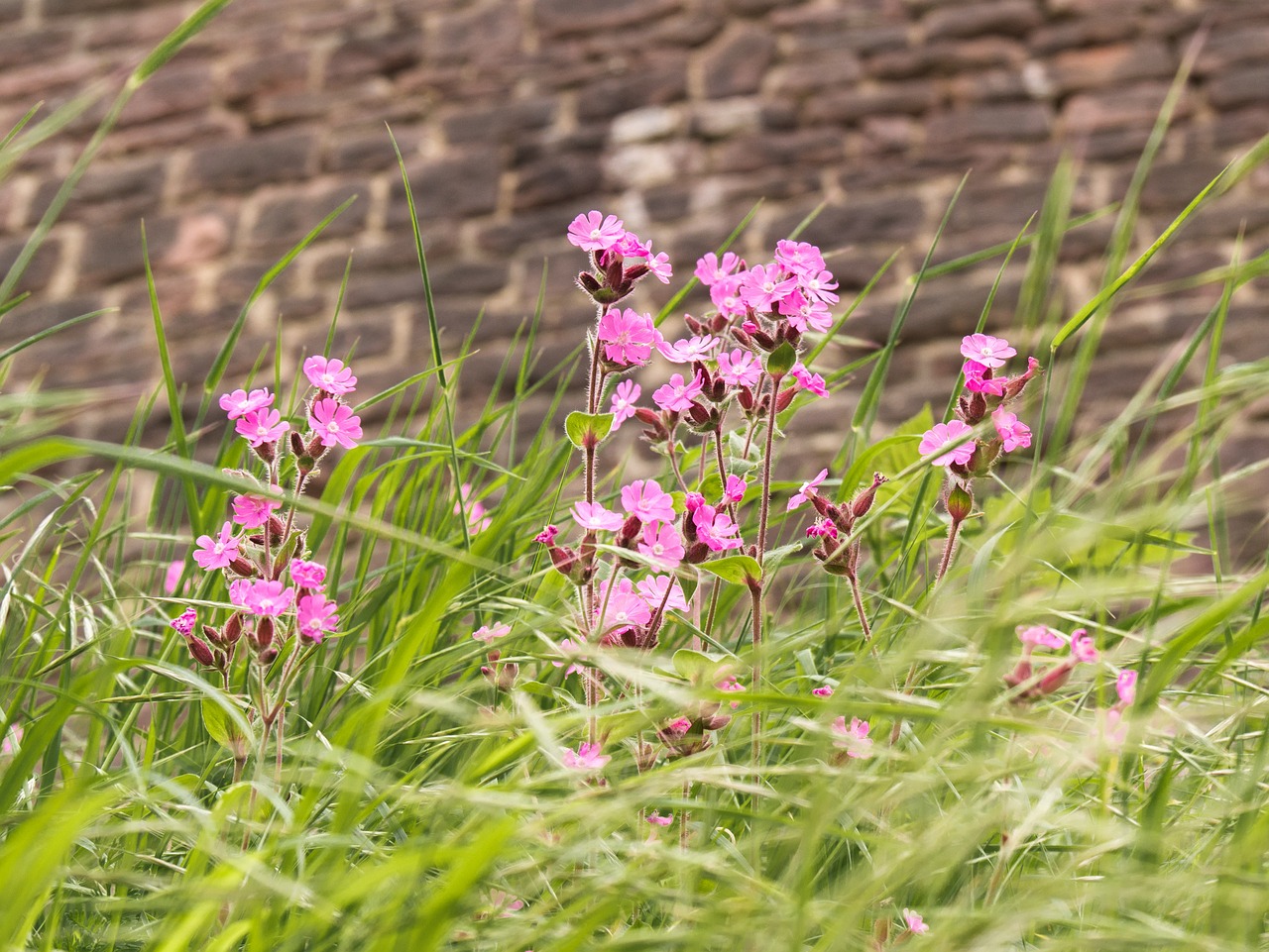 flowers  meadow  grass free photo