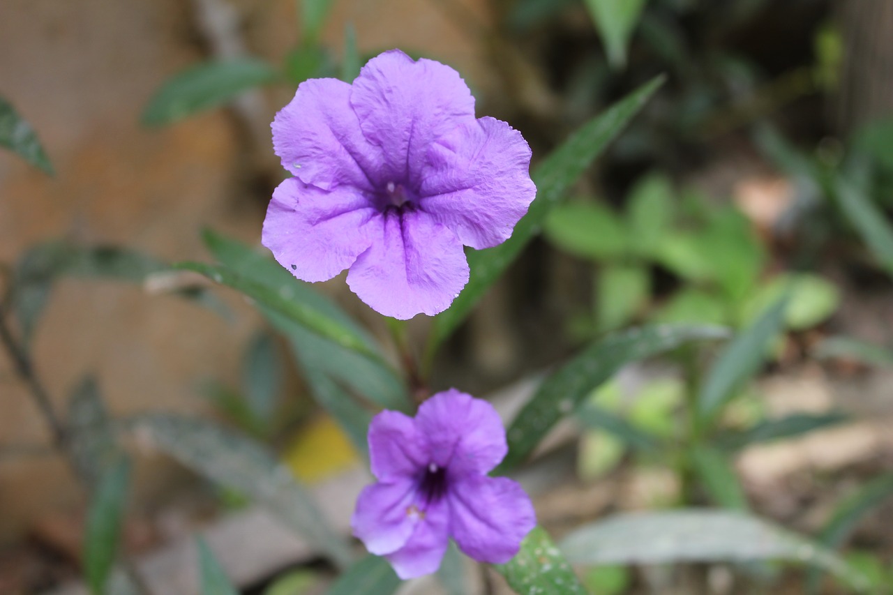 flowers  purple  rubiyanto free photo