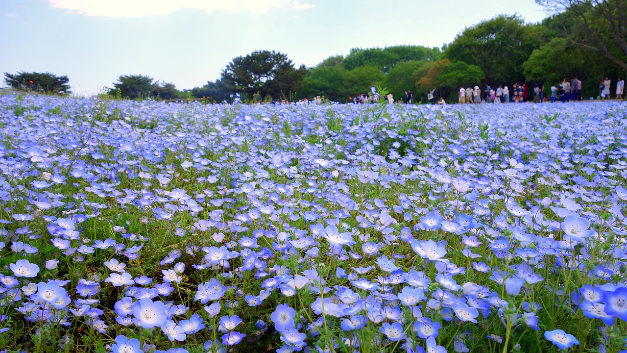 flowers  natural  plant free photo