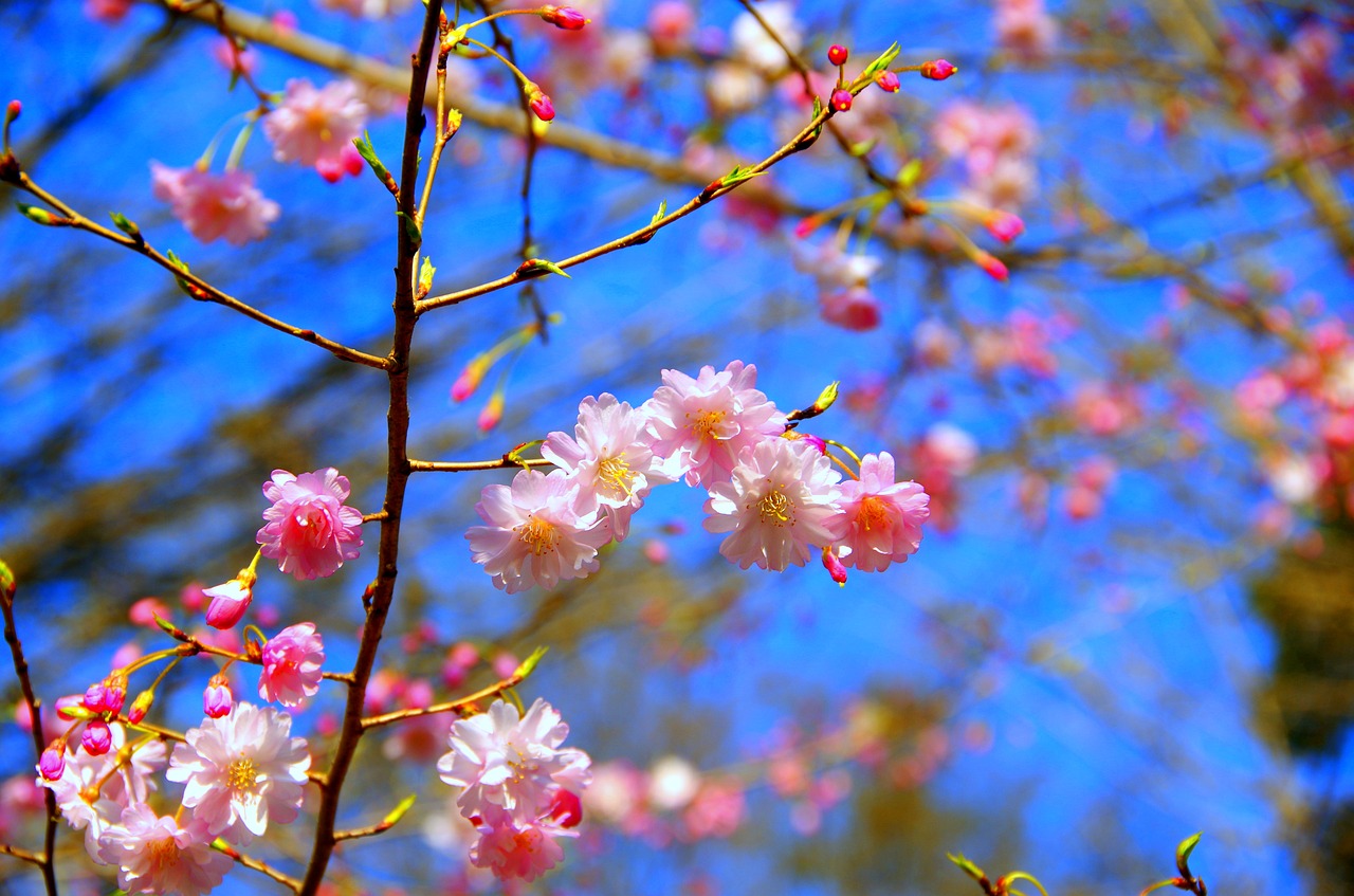 flowers  branch  plant free photo