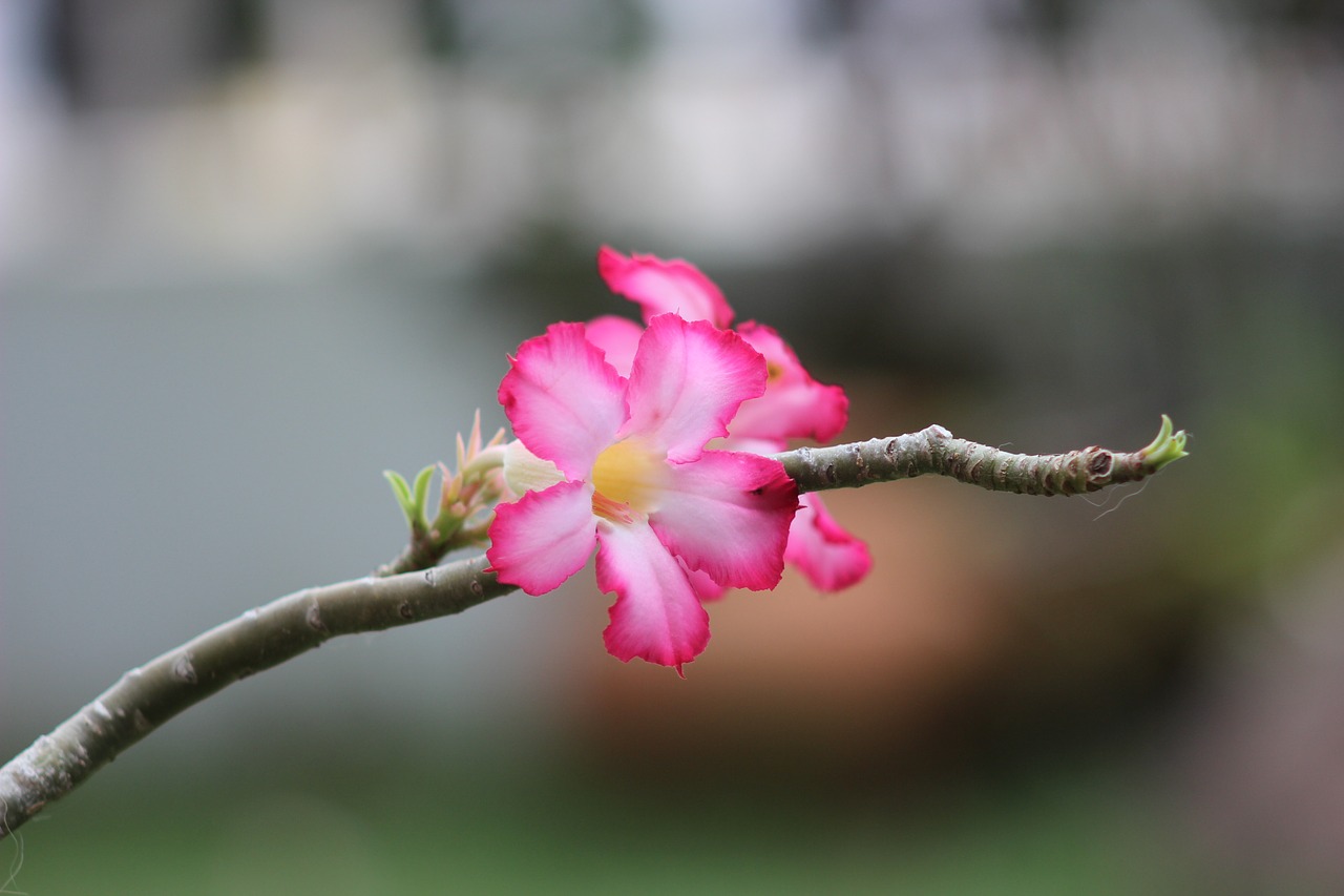 flowers  pink  the pink flowers free photo