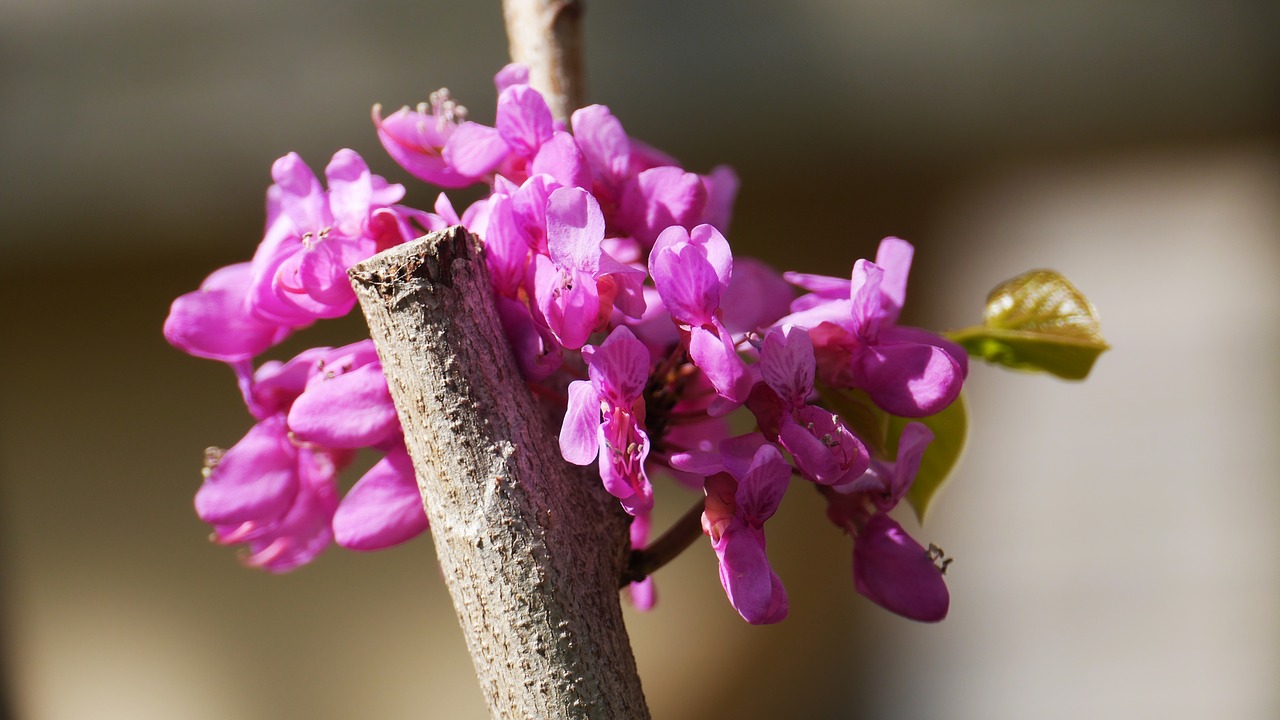 flowers  nature  petal free photo