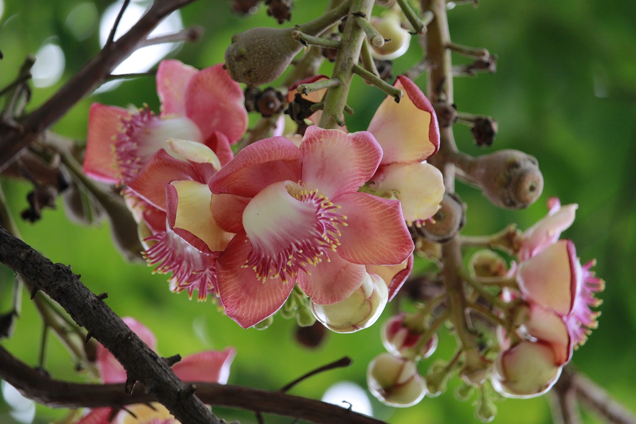 flowers  tree  nature free photo