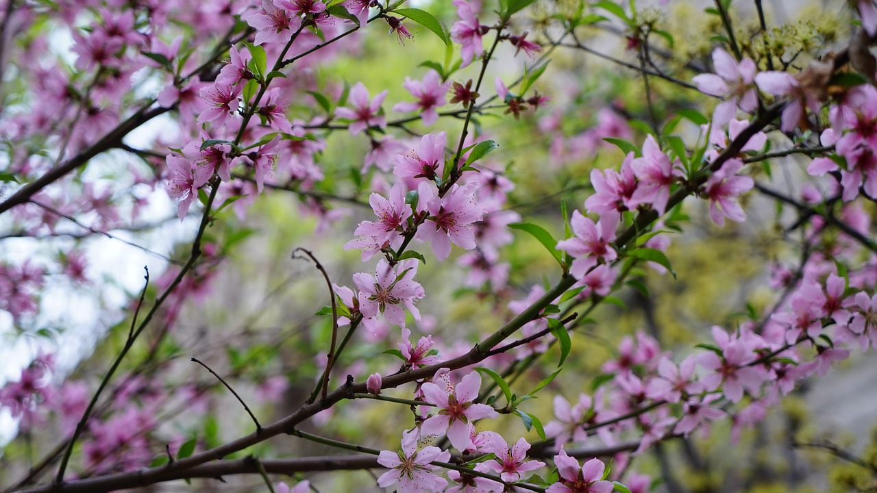 flowers  wood  quarter free photo