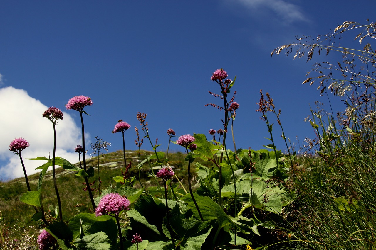 flowers clouds nature free photo