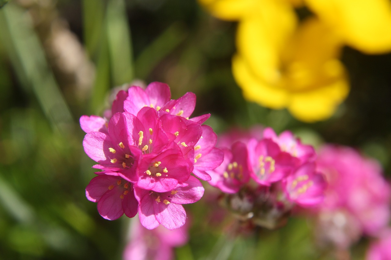 flowers  spring  close up free photo