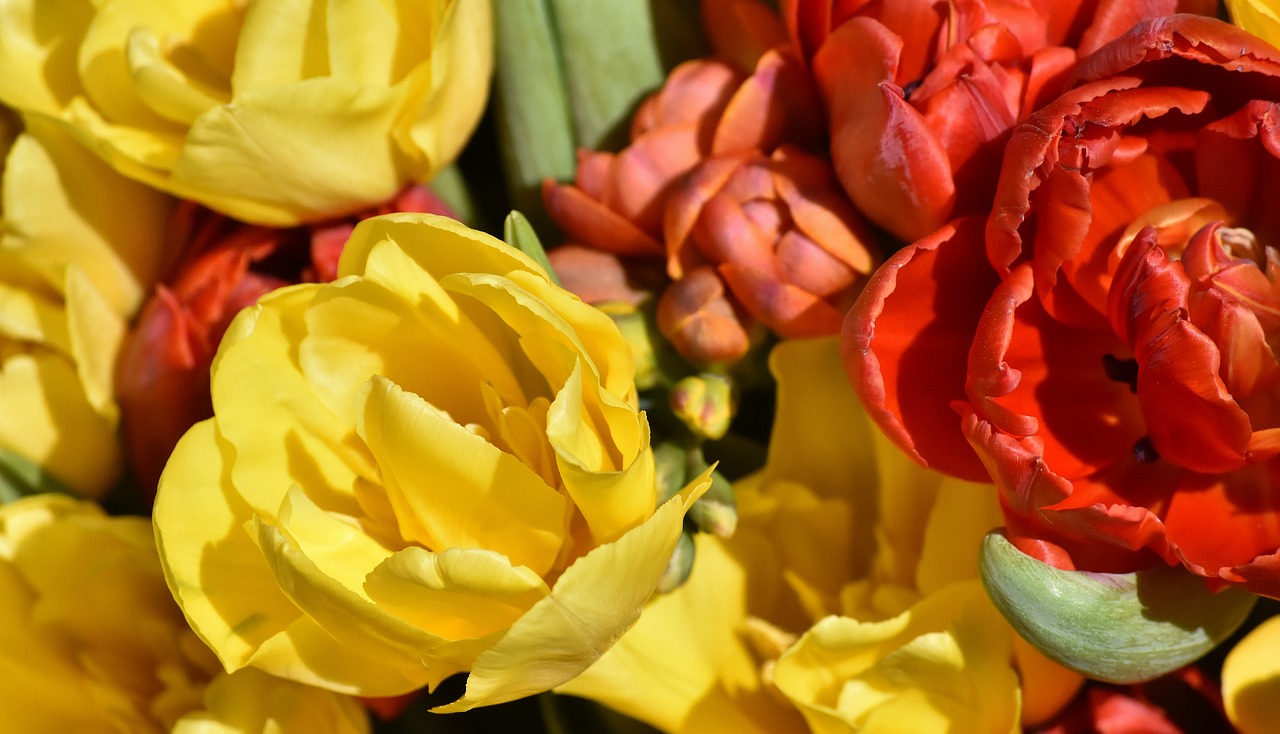 flowers  spring  colorful free photo