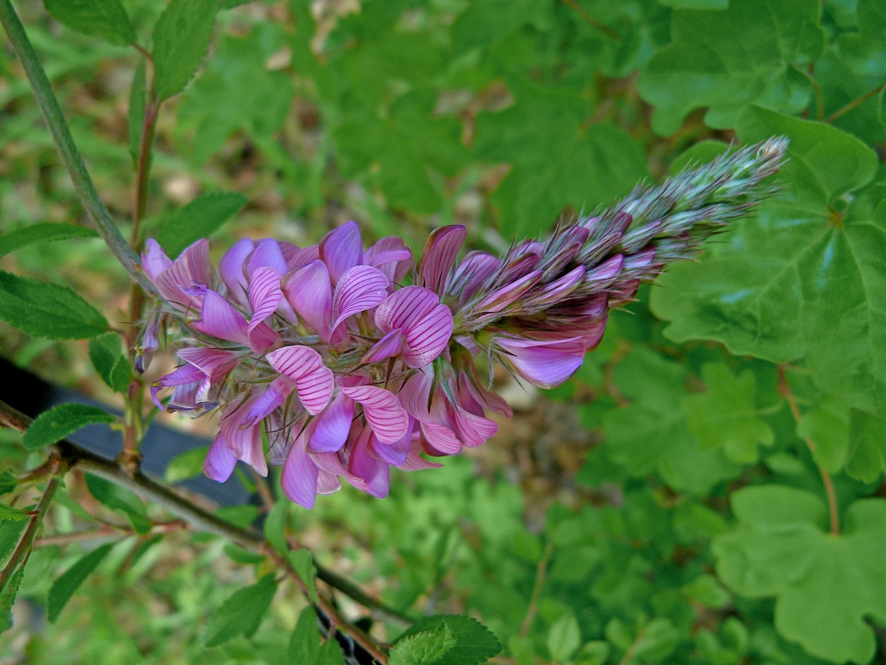 flowers nature macro free photo