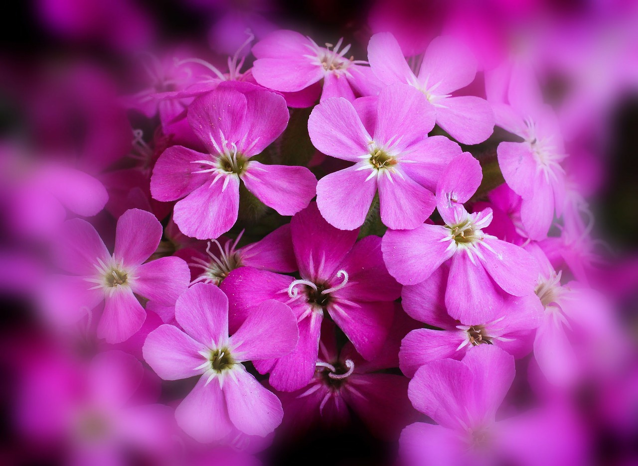 flowers pink plant free photo