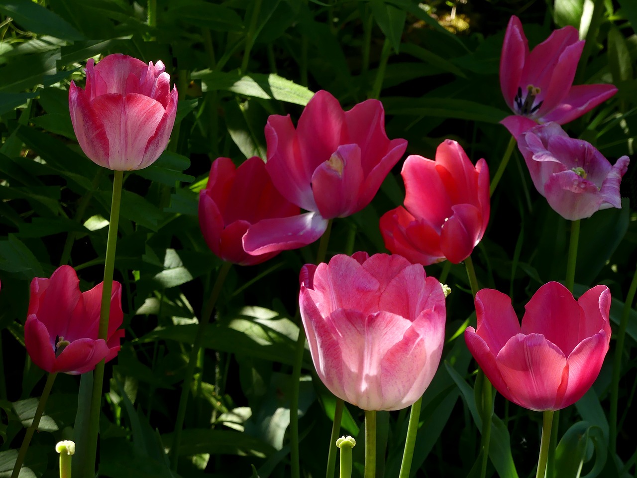 flowers  tulips  tulip bed free photo