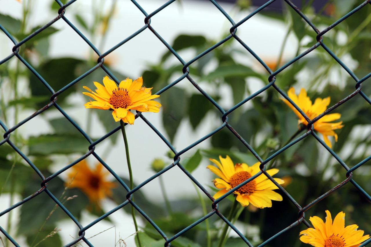 flowers  nature  plant free photo