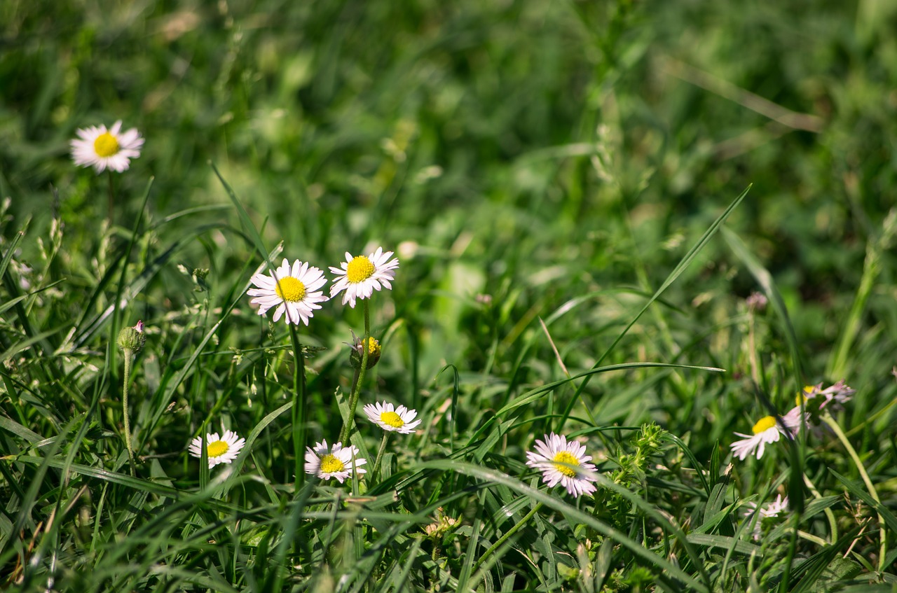 flowers  daisies  petals free photo