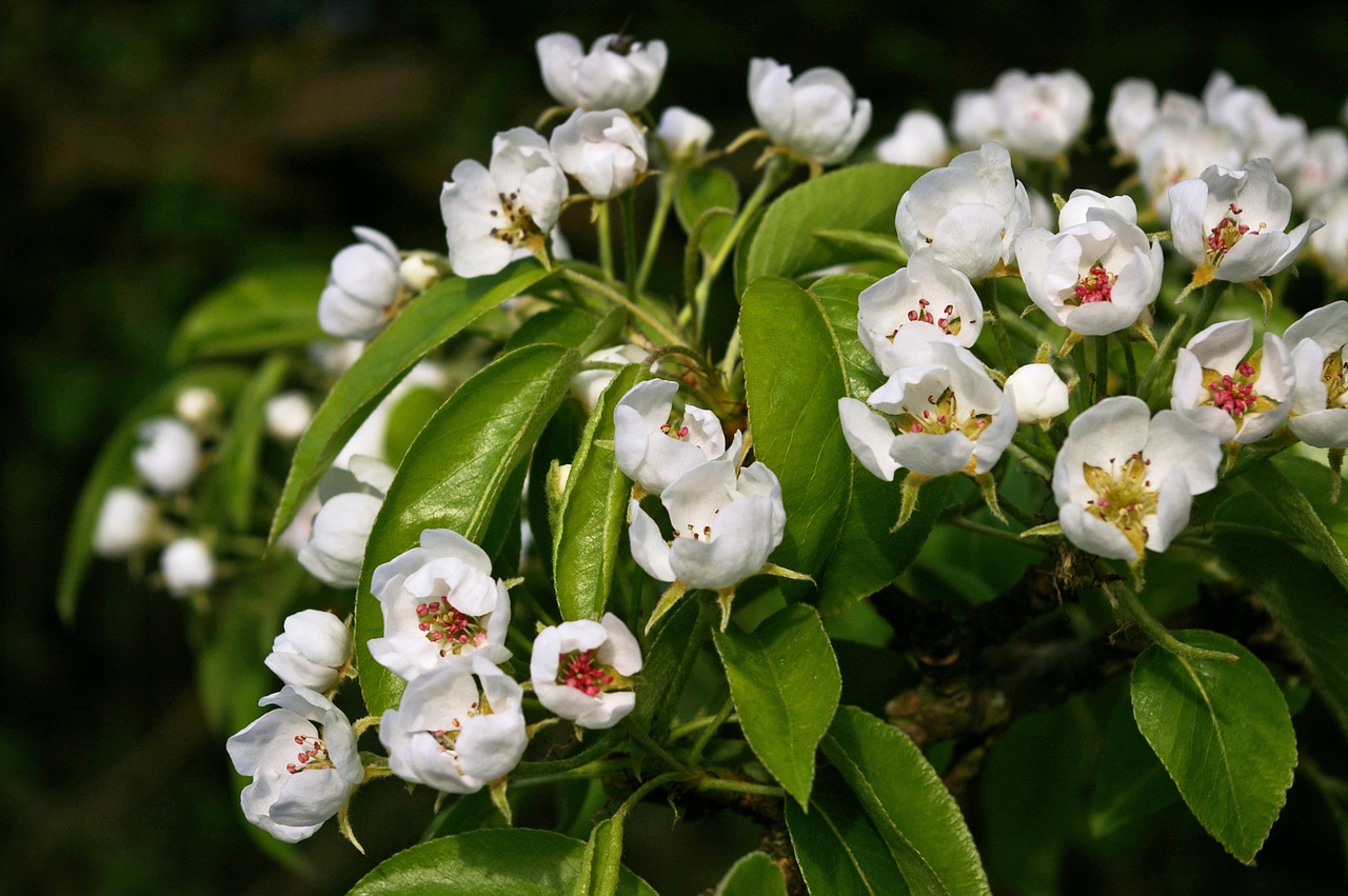 flowers  pears  pear free photo