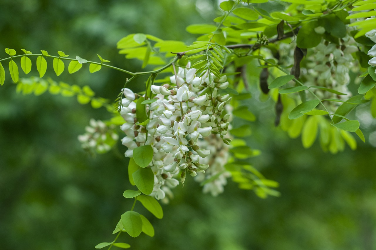 flowers  tree  forest free photo