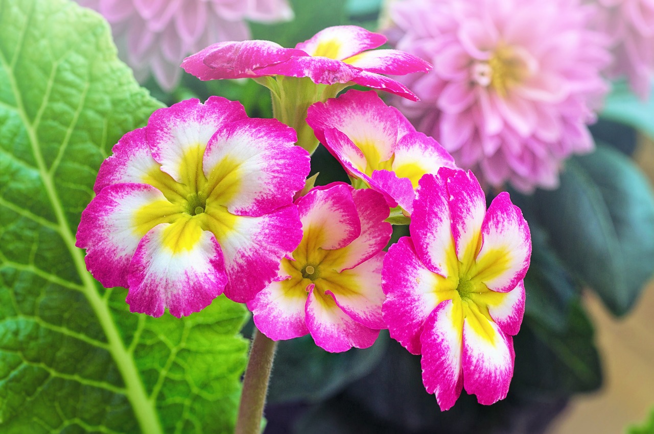 flowers  daisies  hot pink free photo