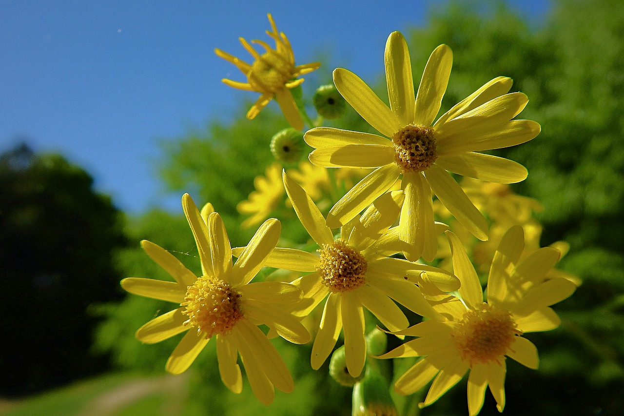 flowers  spring  beauty free photo