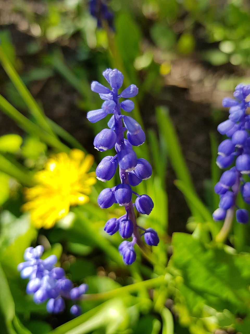 flowers  purple  nature free photo