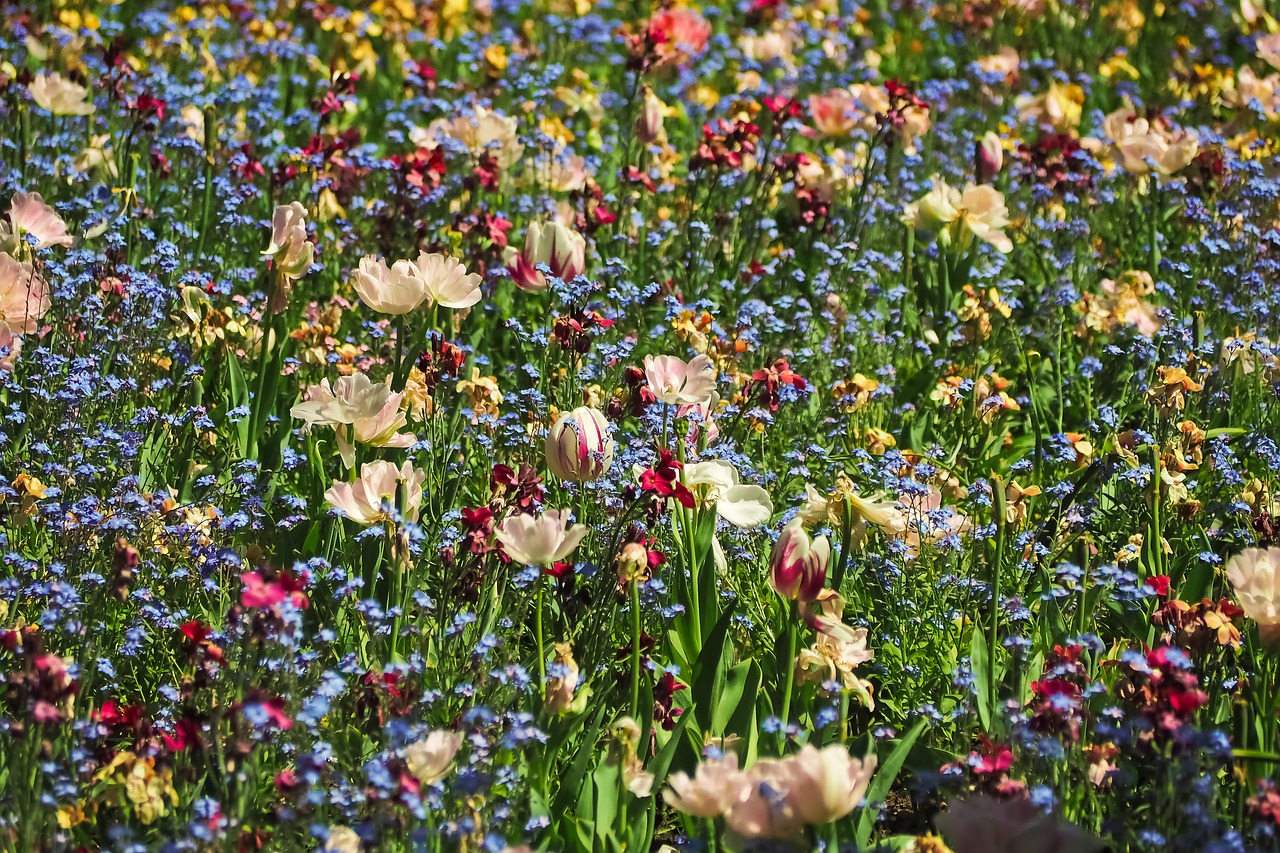 flowers  flower meadow  nature free photo