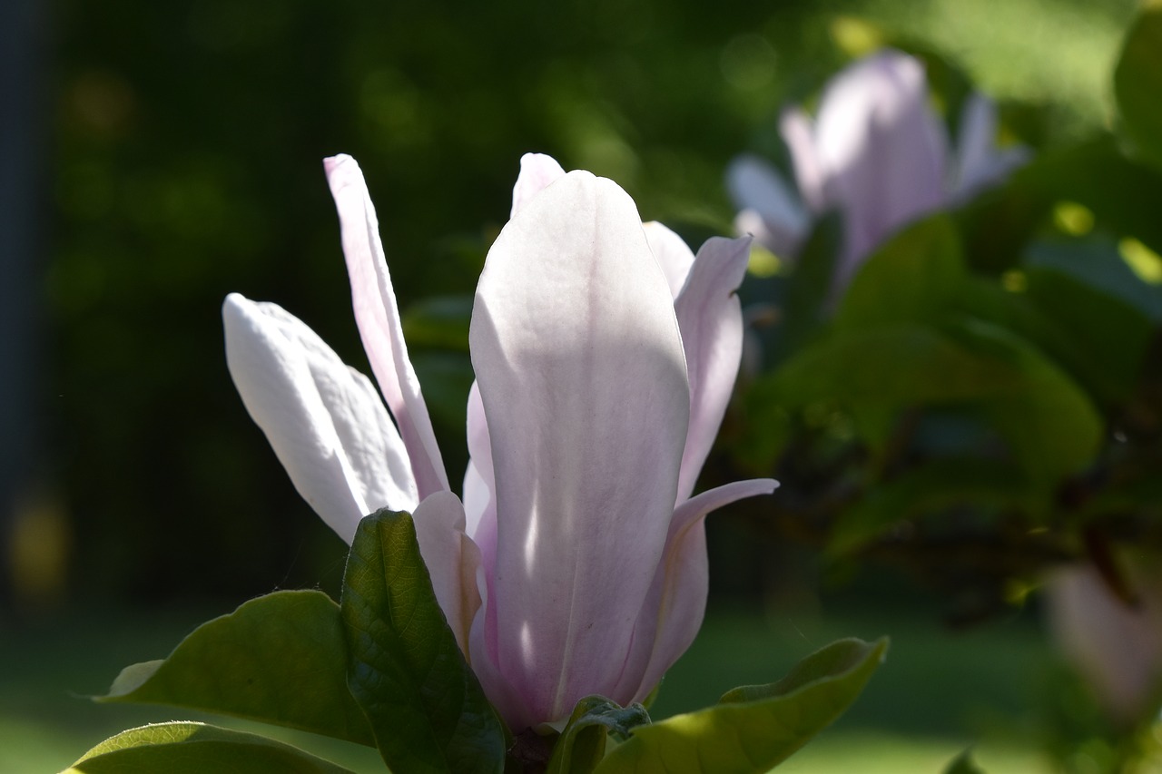flowers  flowering  magnolia free photo