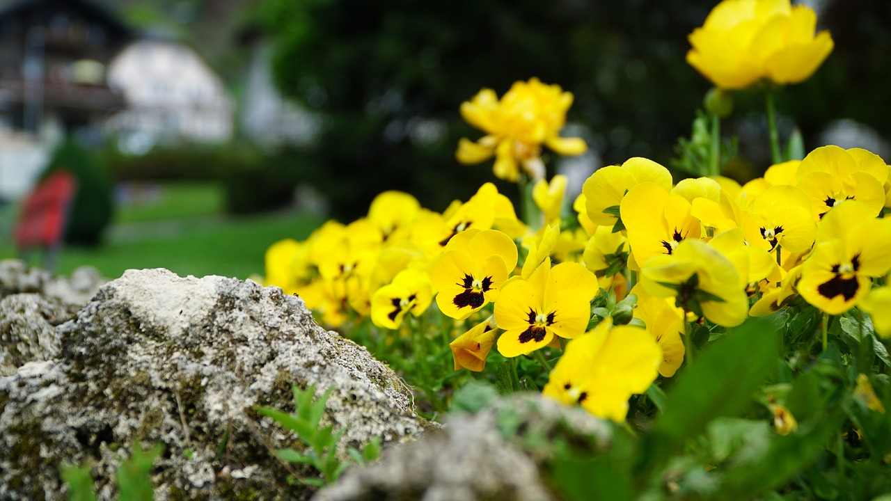 flowers  plant  nature free photo