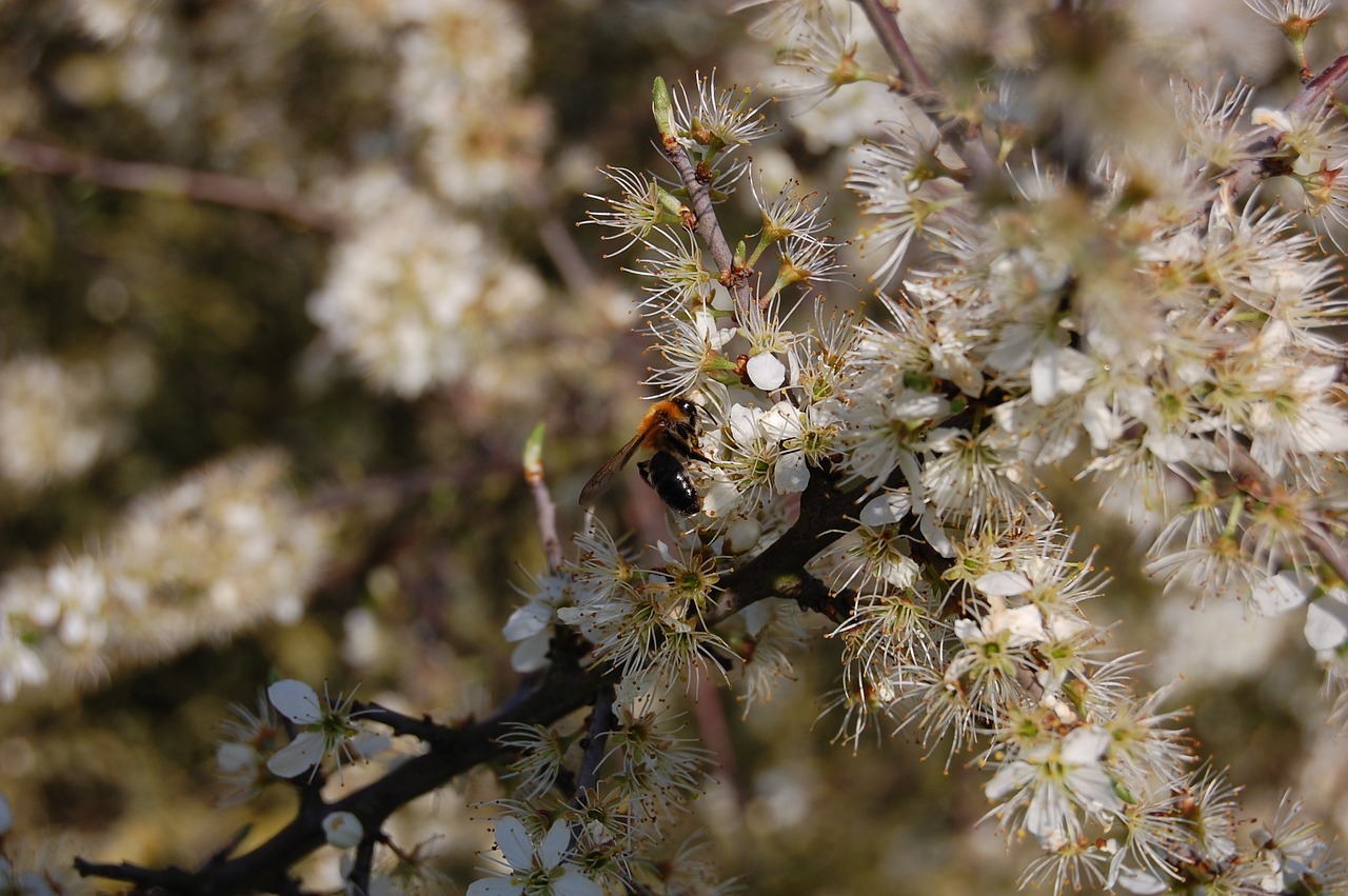 flowers  white  nature free photo