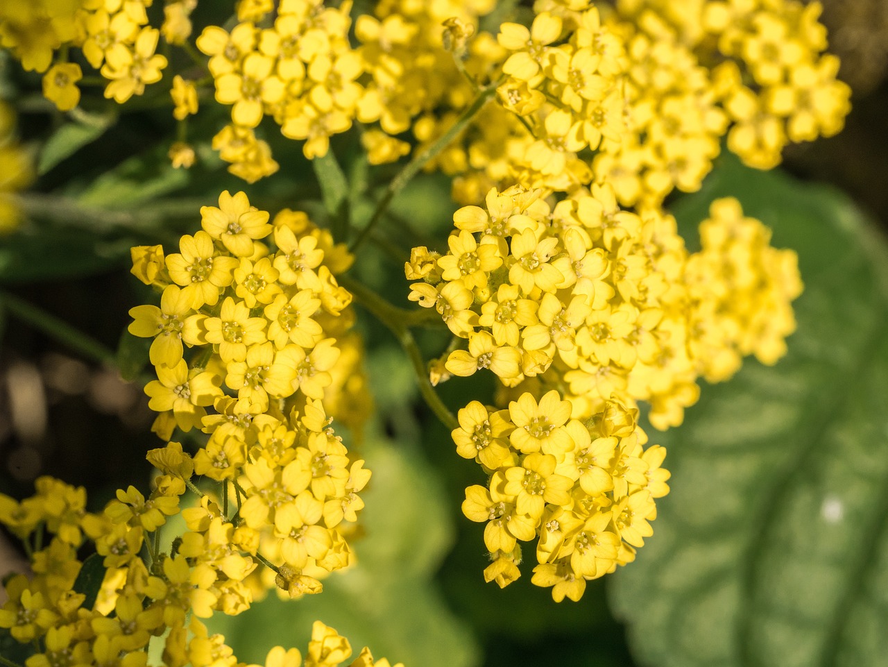 flowers  flower garden  yellow free photo