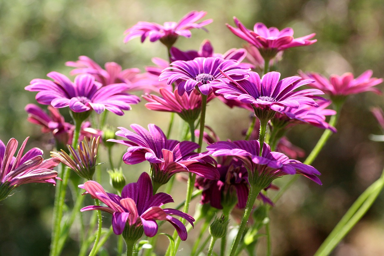 flowers  garden  flowering free photo