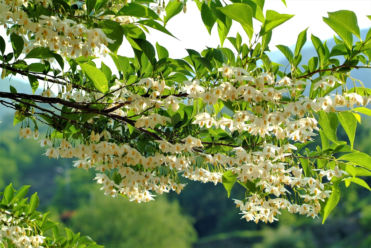 flowers  the storax tree  spring free photo